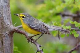 Image of Barbuda Warbler