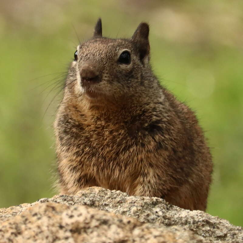 Image of Otospermophilus Brandt 1844