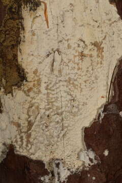 Image of Hypochnicium cremicolor (Bres.) H. Nilsson & Hallenb. 2003