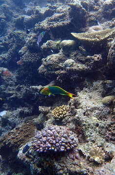 Image of Green moon wrasse