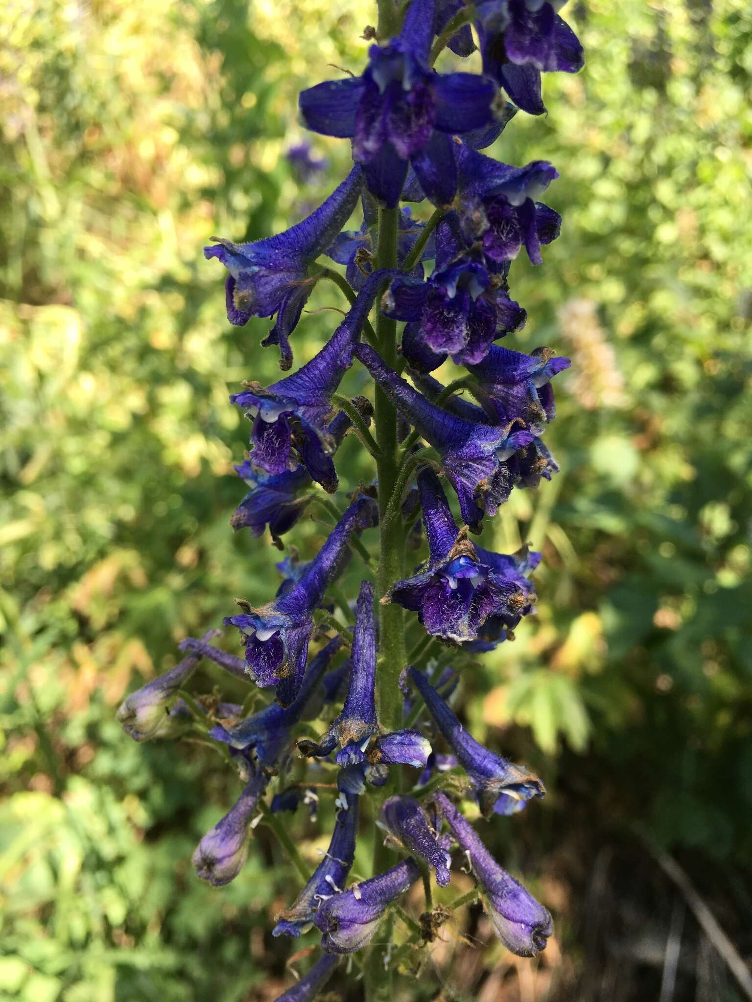 Imagem de Delphinium occidentale S. Wats. ex Coult.