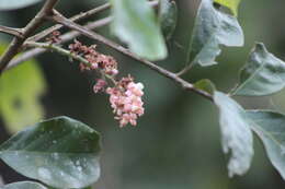 Image of Guarea macrophylla M. Vahl