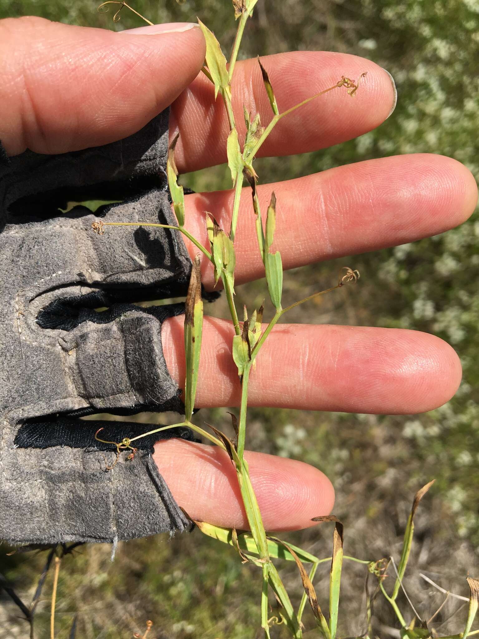 Lathyrus pusillus Elliott resmi