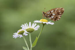 Image of Boloria dia