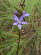 Image of Asyneuma fulgens (Wall.) Briq.