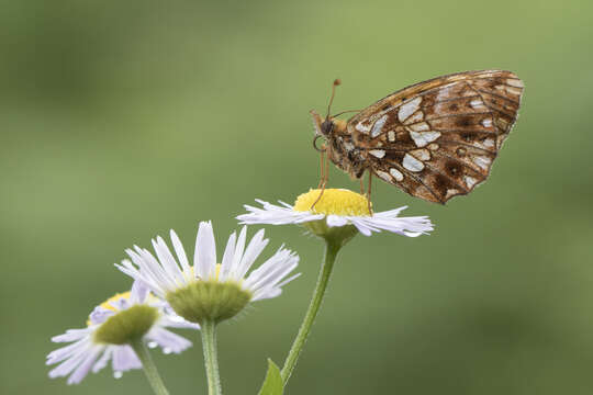 Image of Boloria dia