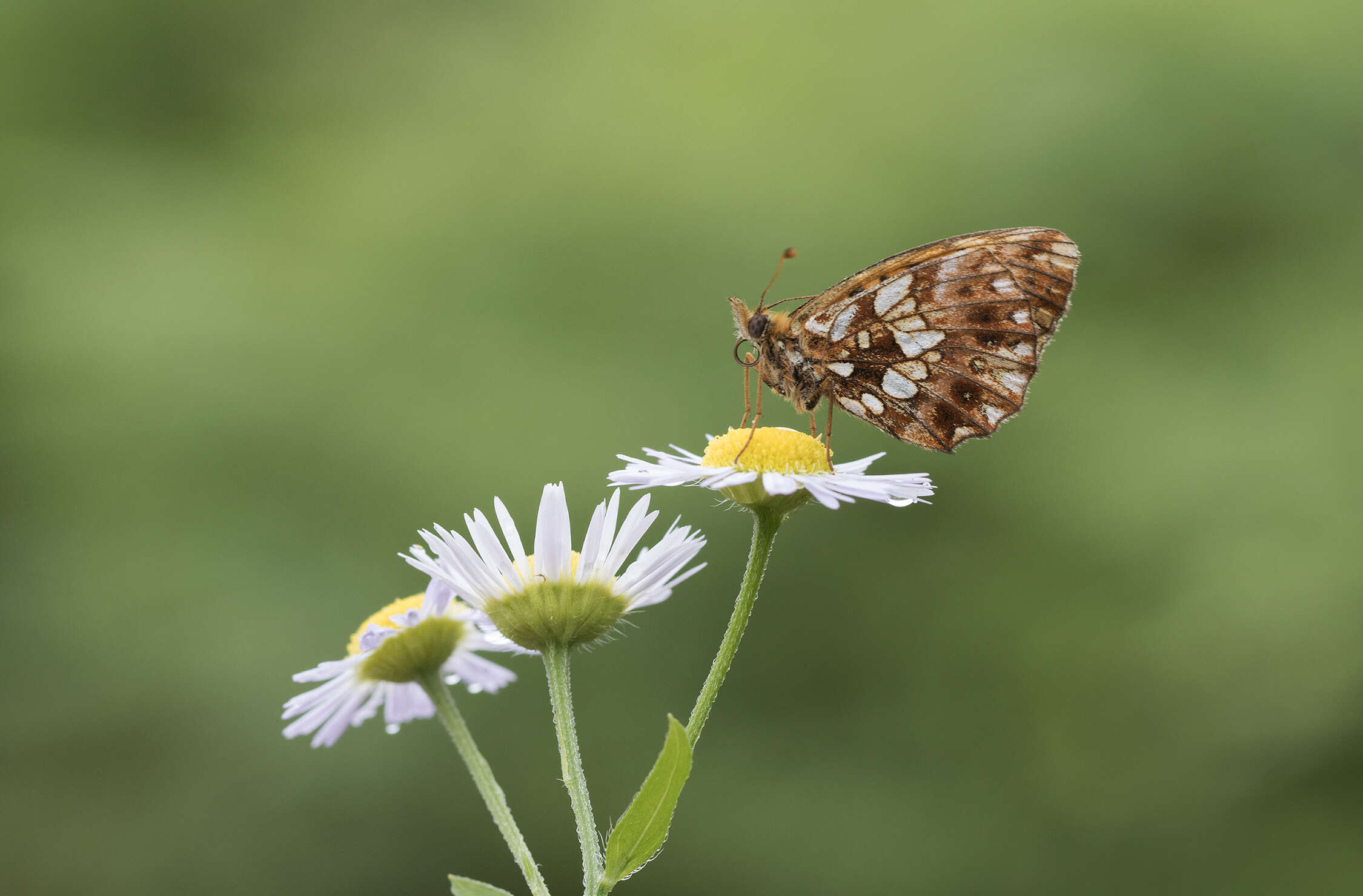 Plancia ëd Boloria dia