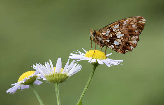 Plancia ëd Boloria dia