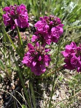 Imagem de Pedicularis anthemifolia Fisch. ex Colla