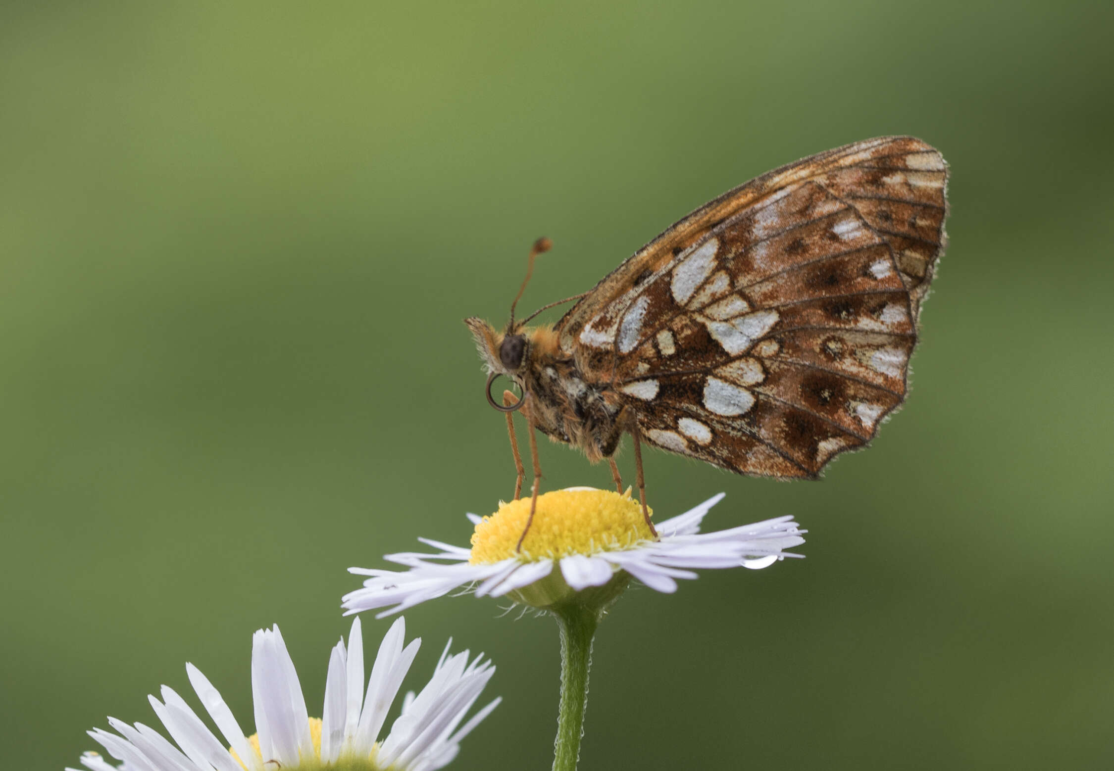 Plancia ëd Boloria dia