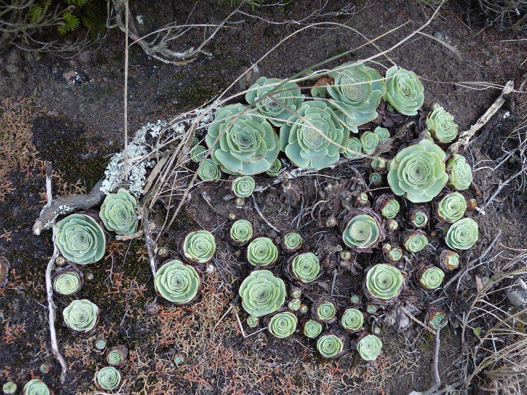 Image of Aeonium aureum (C. Sm. ex Hornem.) T. H. M. Mes