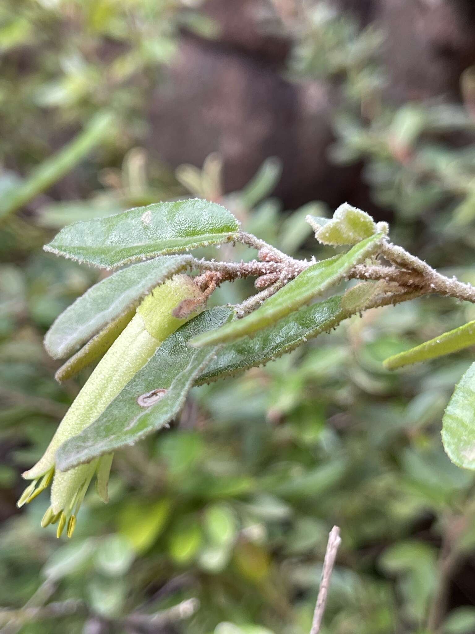 صورة Correa glabra var. leucoclada (Lindl.) Paul G. Wilson