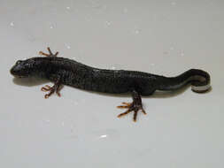 Image of Danube Crested Newt