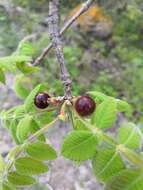 Image of Bursera cuneata (Schltdl.) Engl.