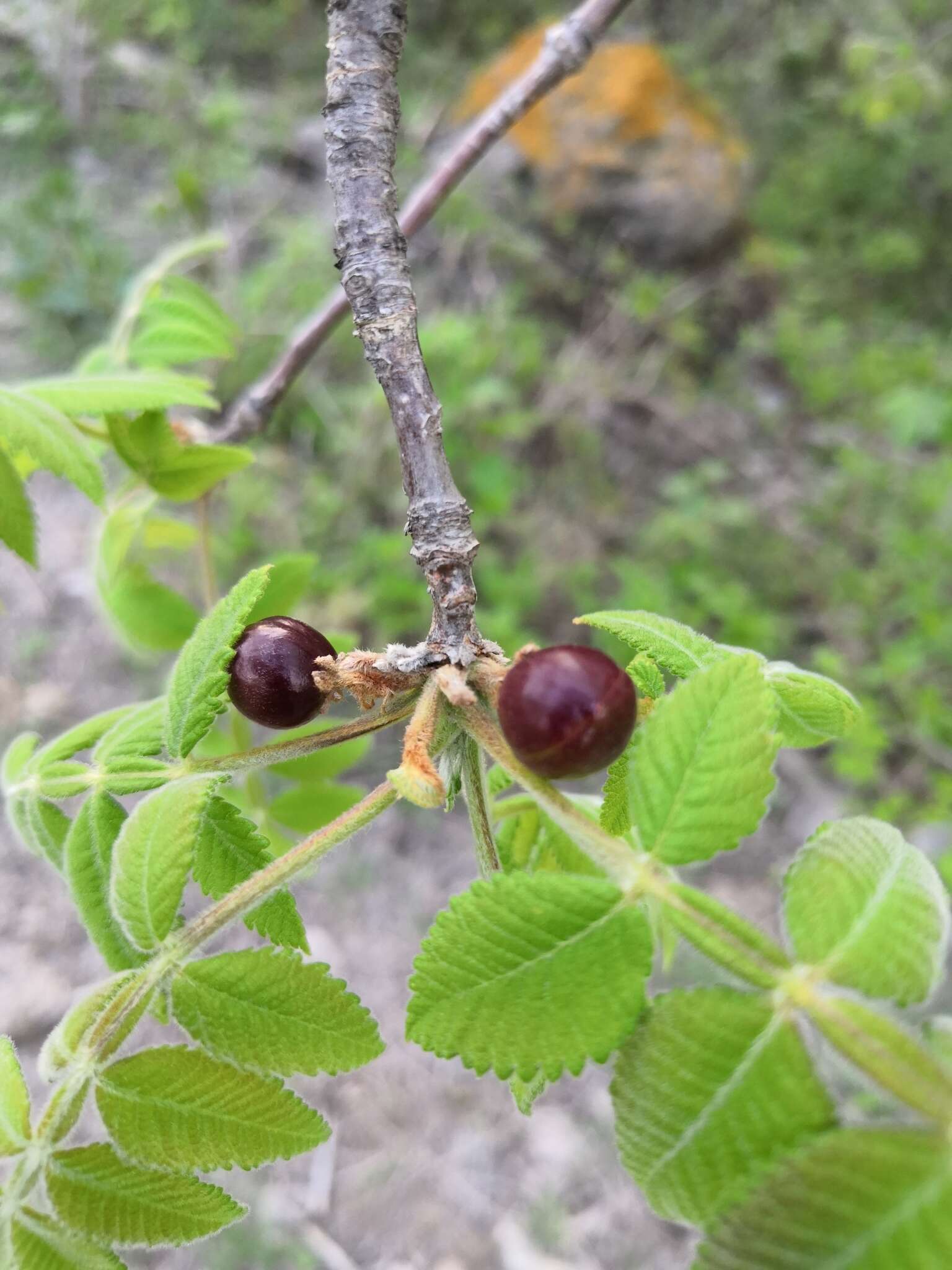 Image of Bursera cuneata (Schltdl.) Engl.