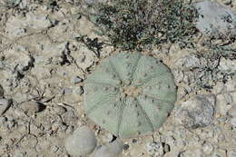 Image of Sand Dollar Cactus