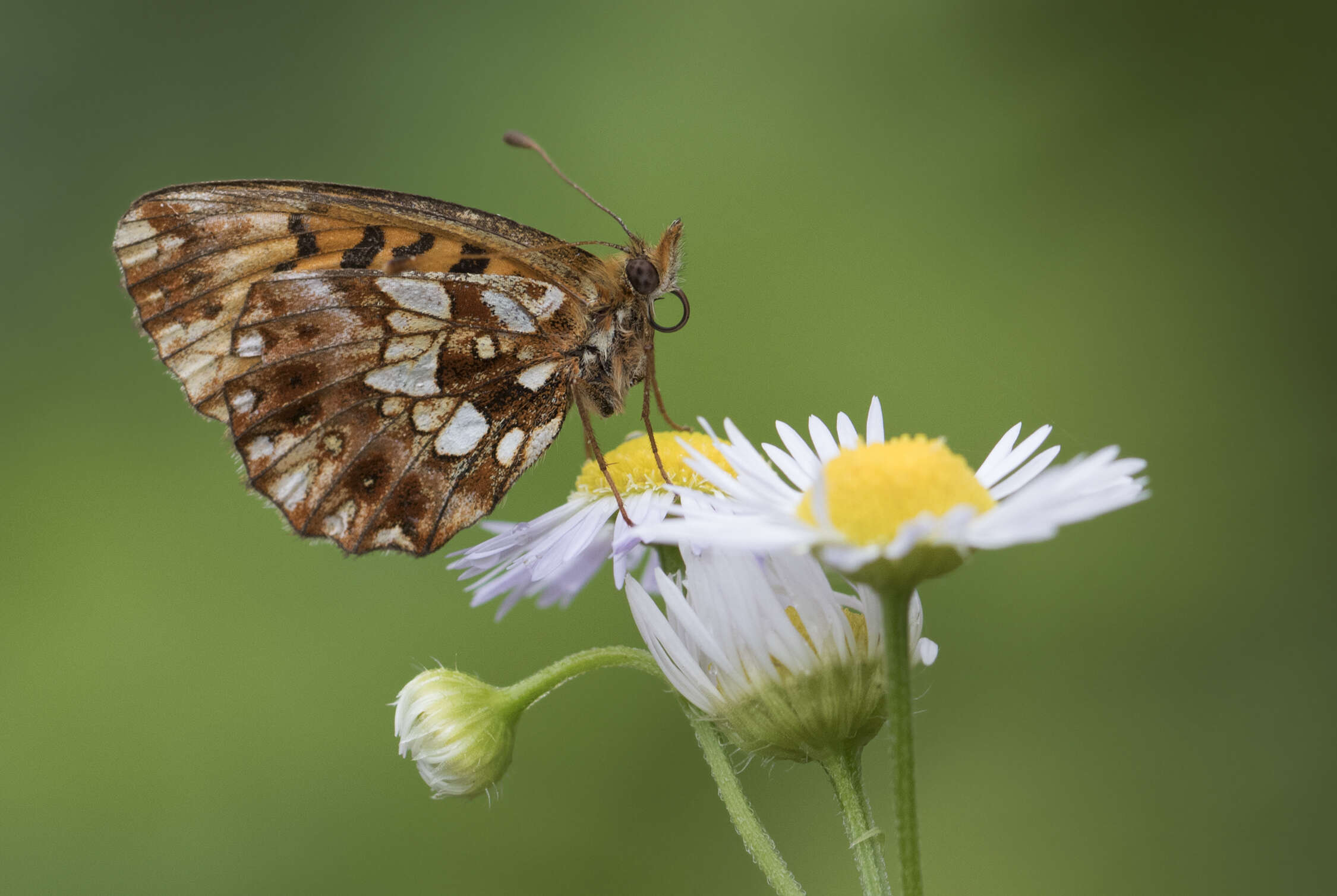 Plancia ëd Boloria dia