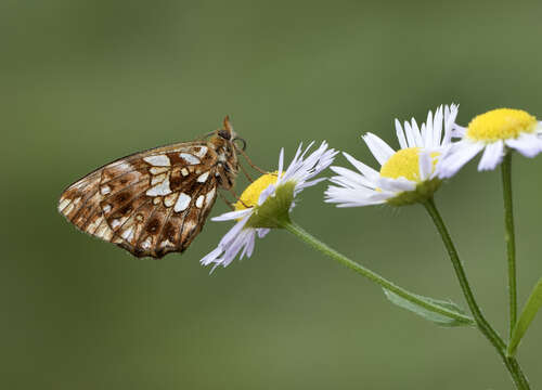 Plancia ëd Boloria dia