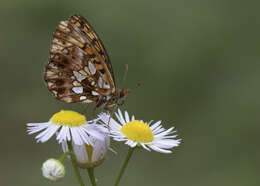 Image of Boloria dia