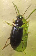 Imagem de Bradycellus (Stenocellus) californicus (Le Conte 1857)