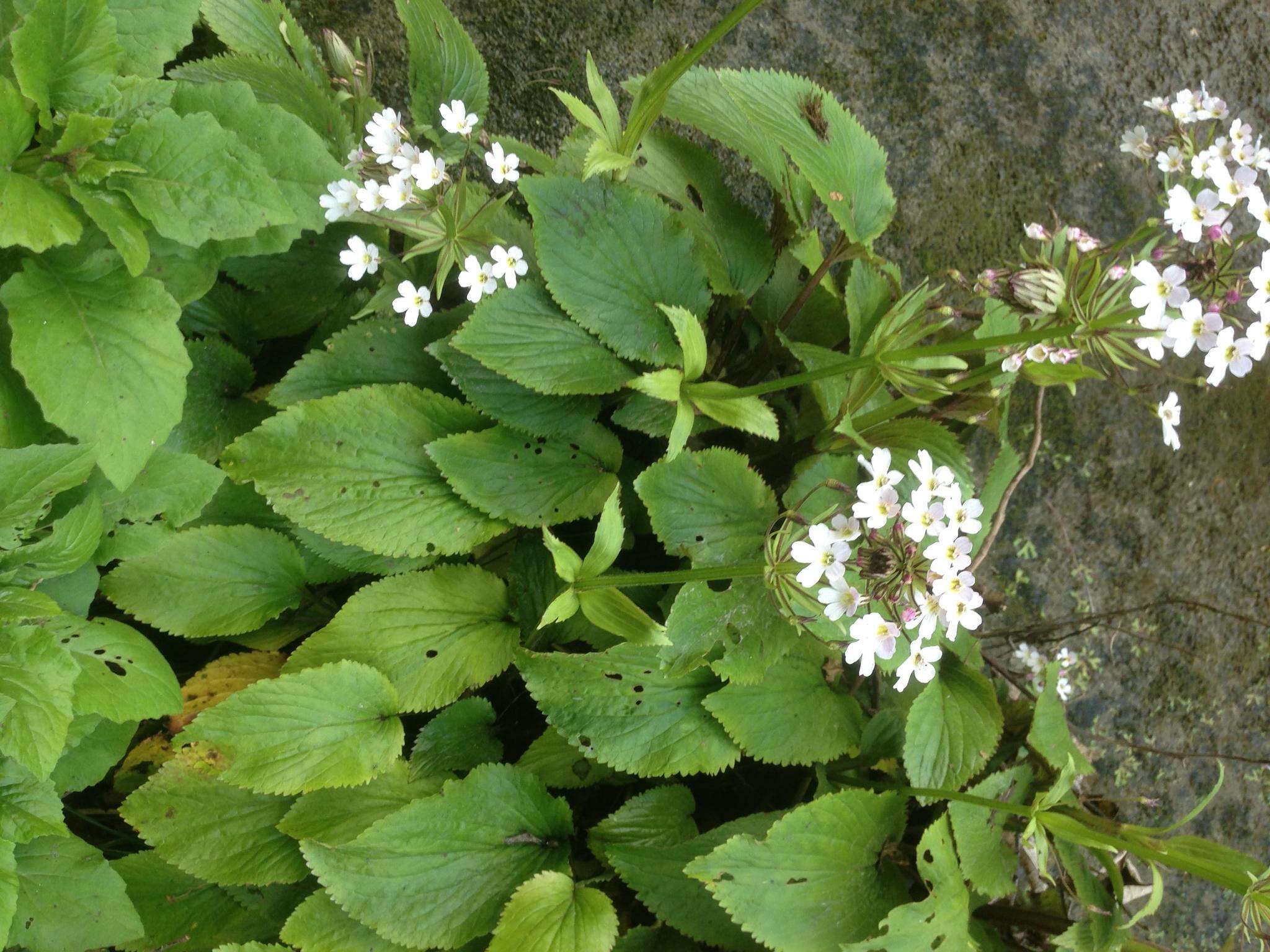 Imagem de Ourisia macrophylla Hook.