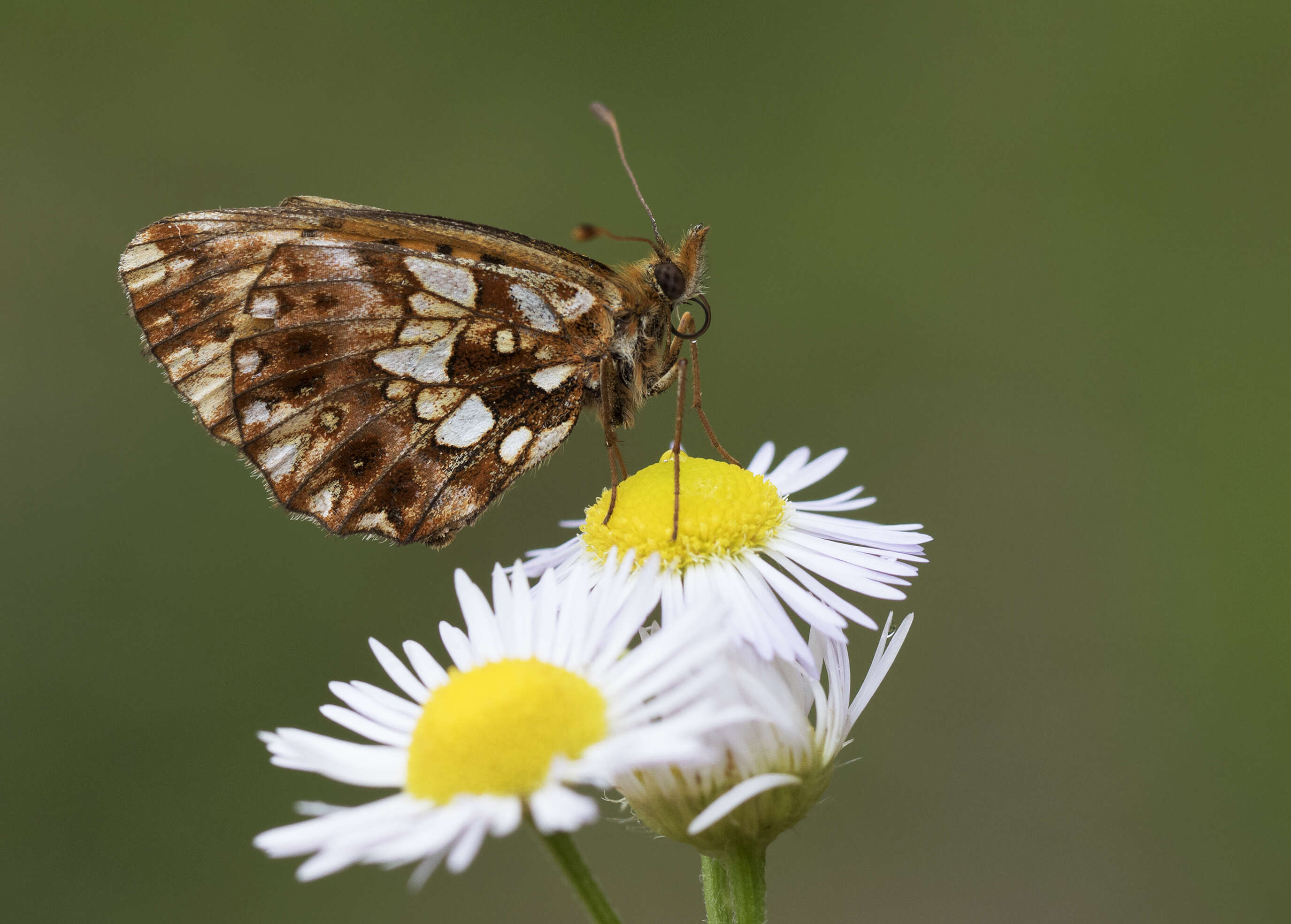 Image of Boloria dia