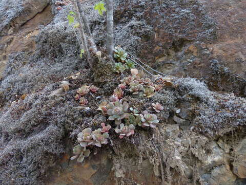 Image of Heckner's stonecrop