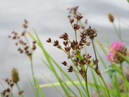 Juncus articulatus L. resmi