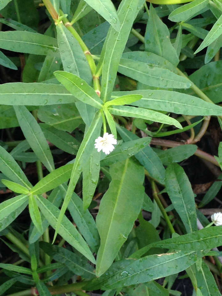 Image of alligator weed