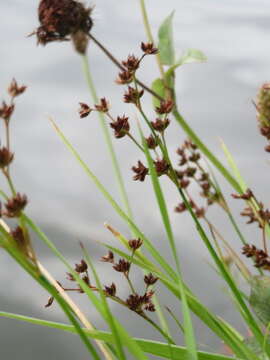 Juncus articulatus L. resmi