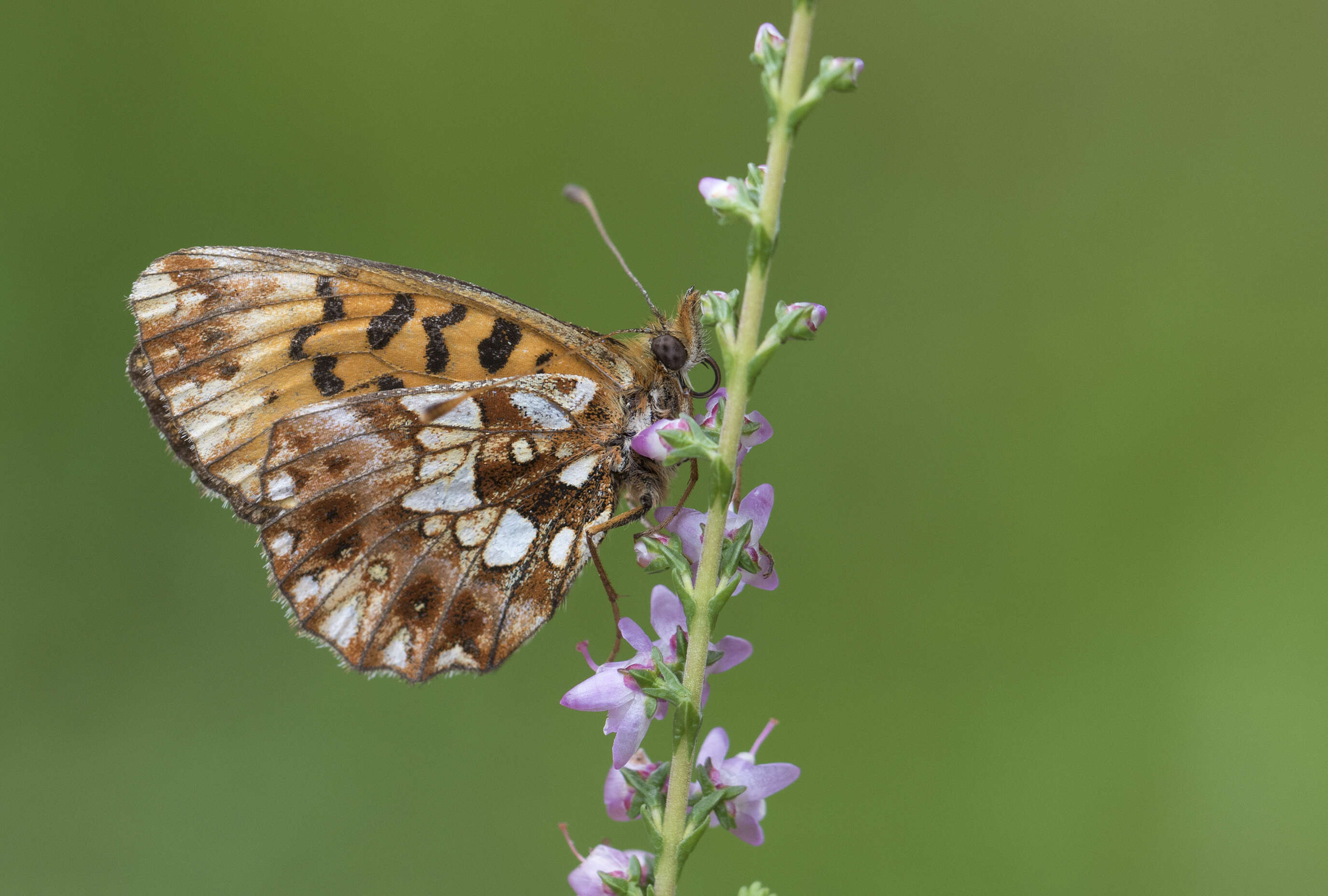 Plancia ëd Boloria dia