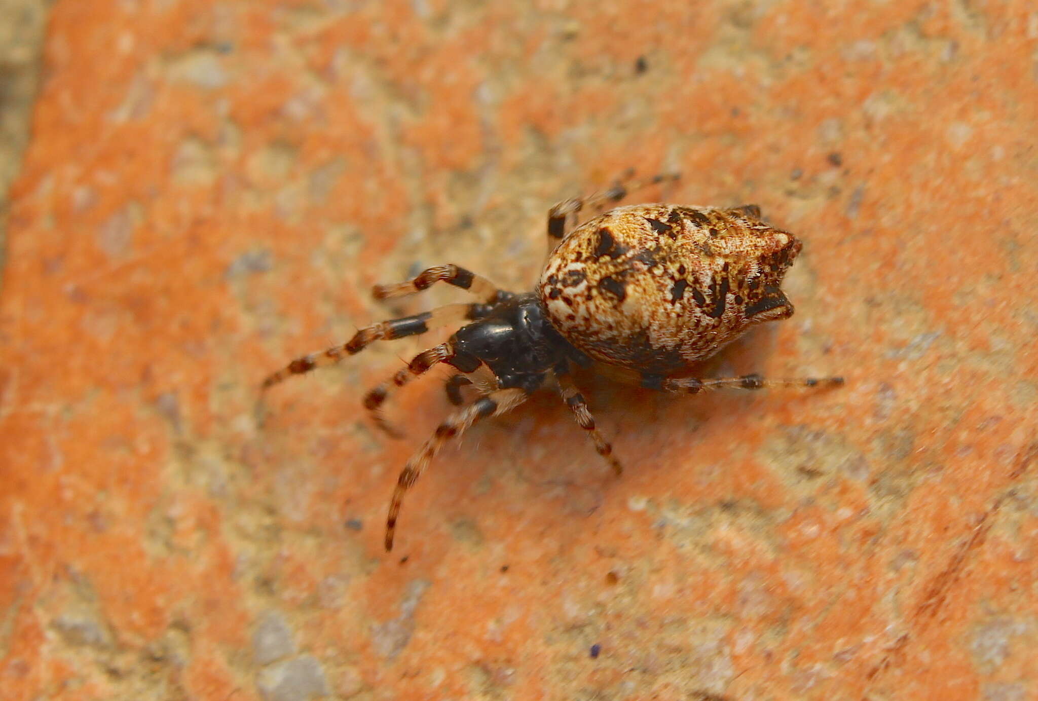 Image of Trashline orbweaver