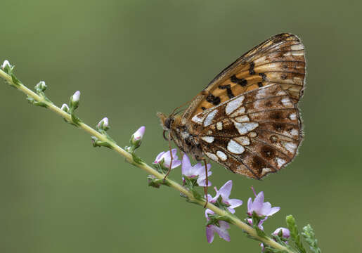 Plancia ëd Boloria dia