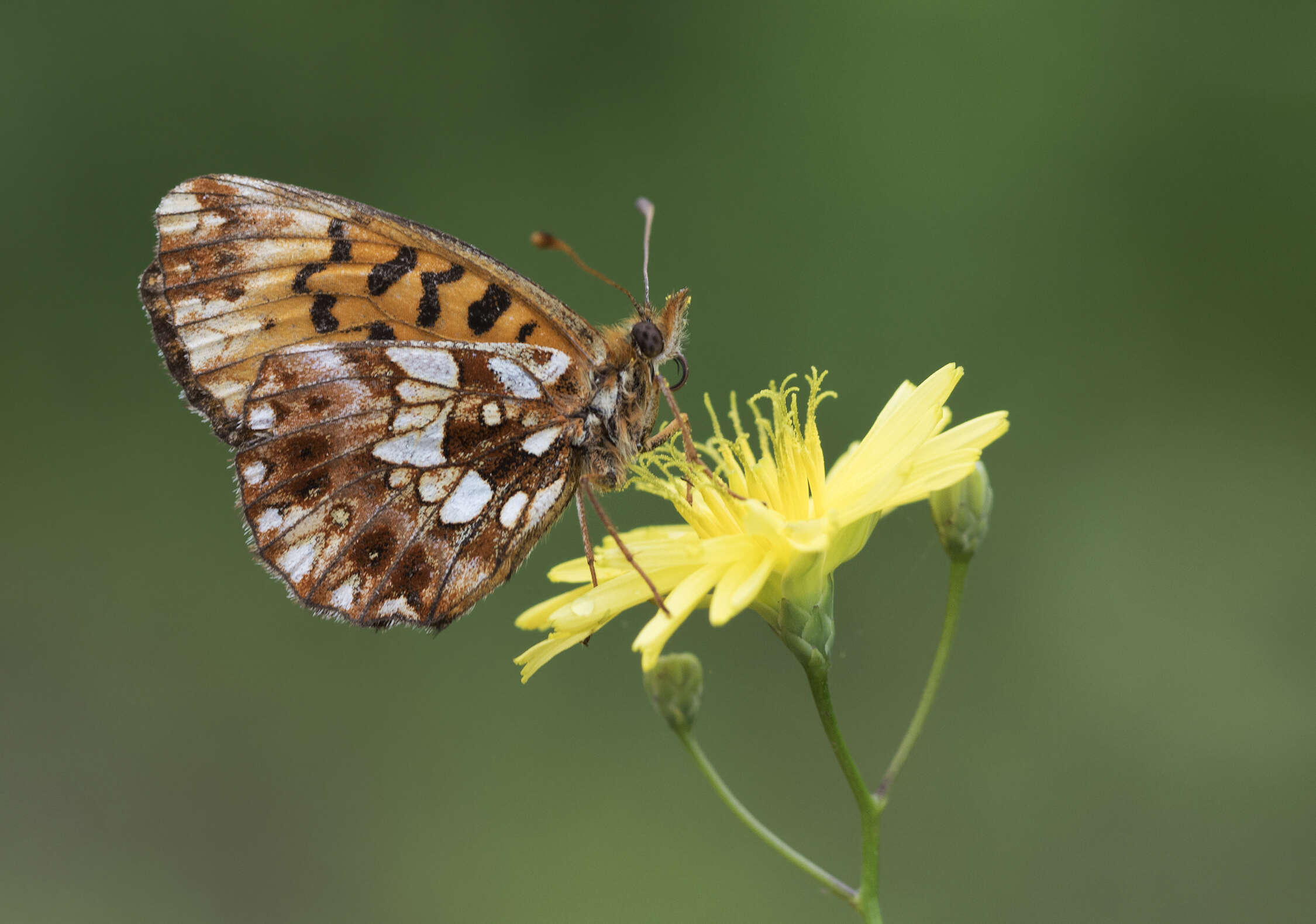 Plancia ëd Boloria dia