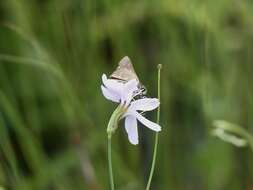 Image of Dotted Skipper