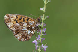 Image of Boloria dia