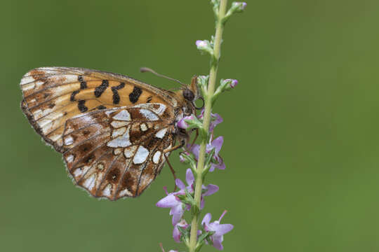 Plancia ëd Boloria dia