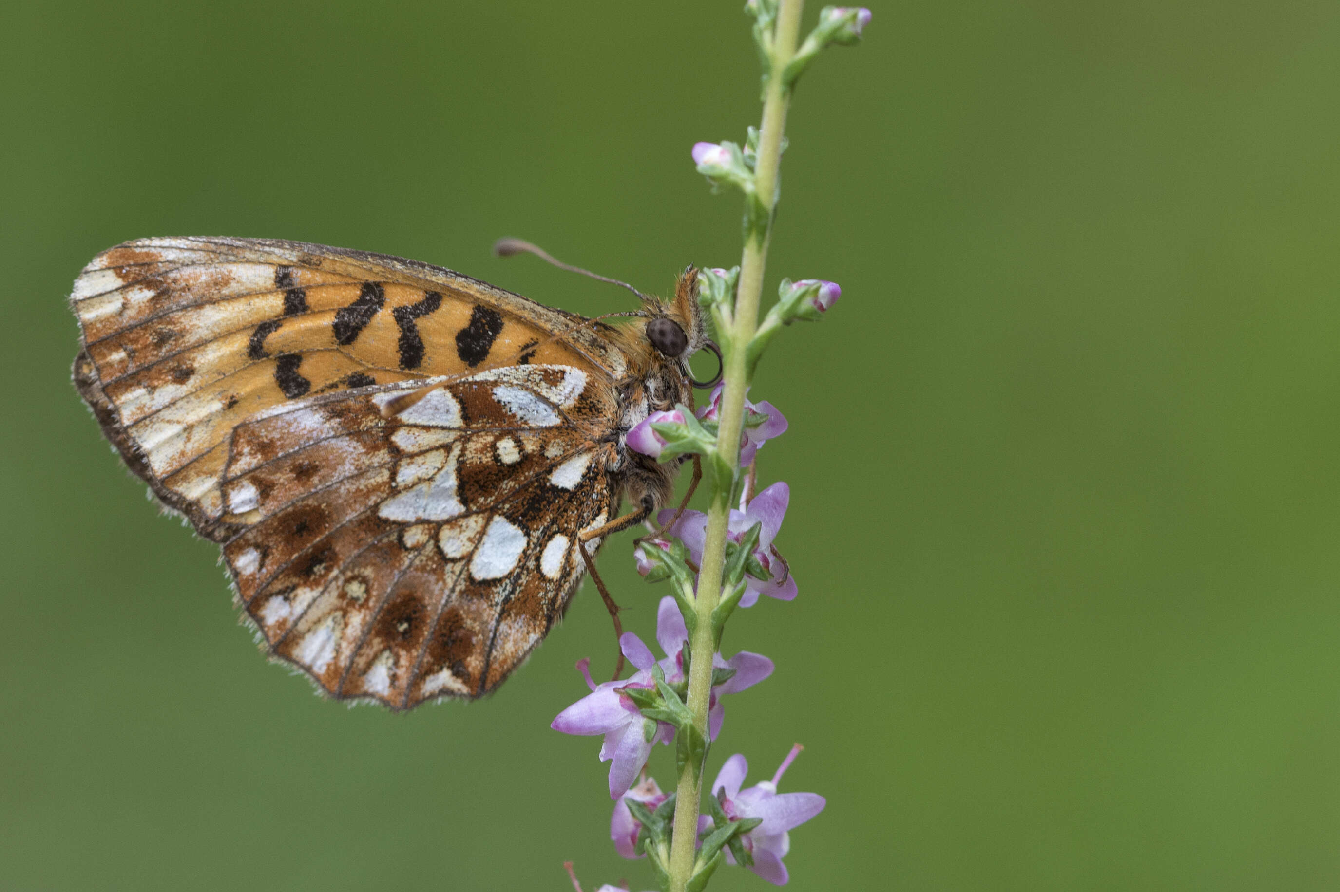 Image of Boloria dia