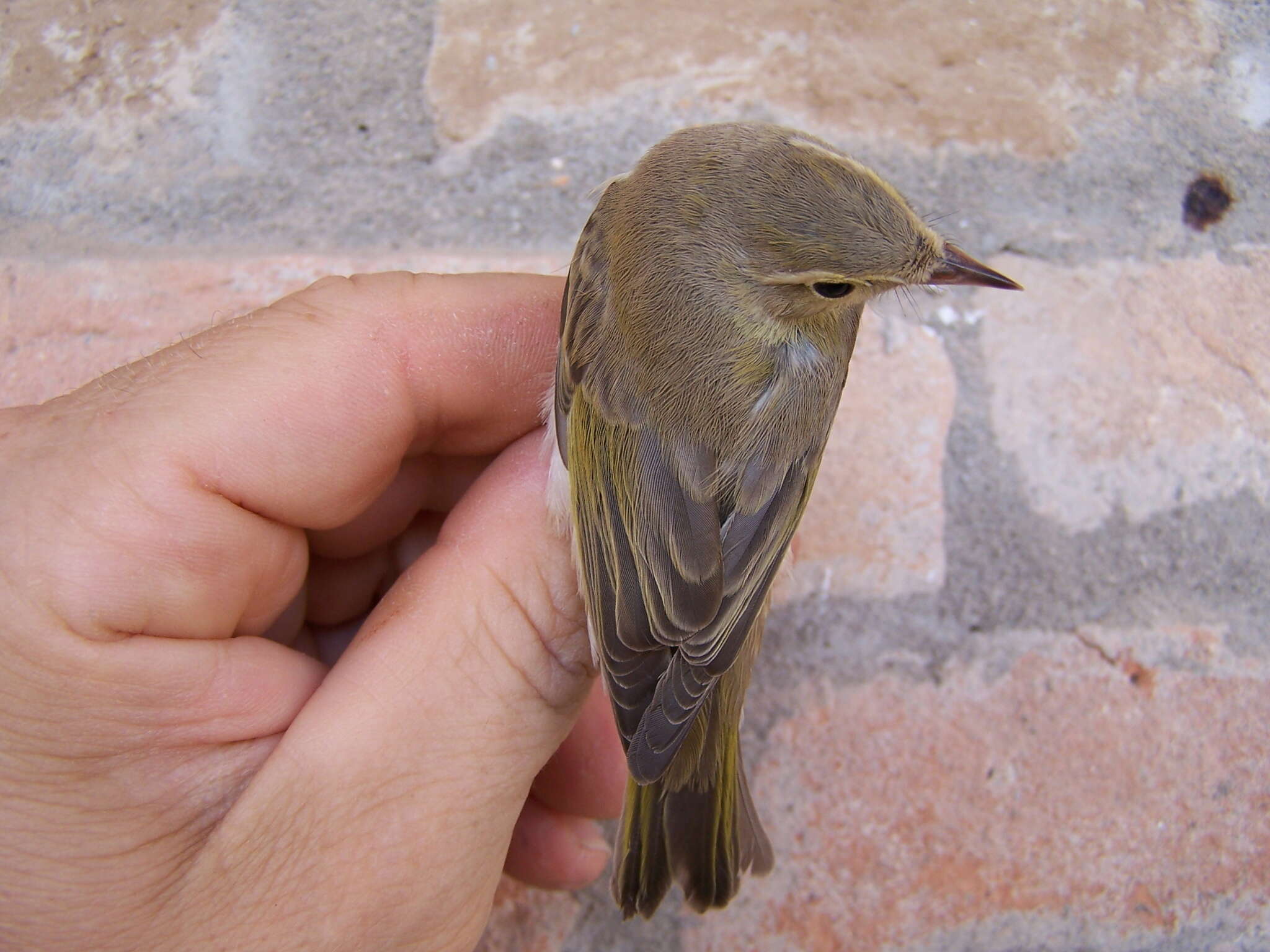 Image of Bonelli's Warbler