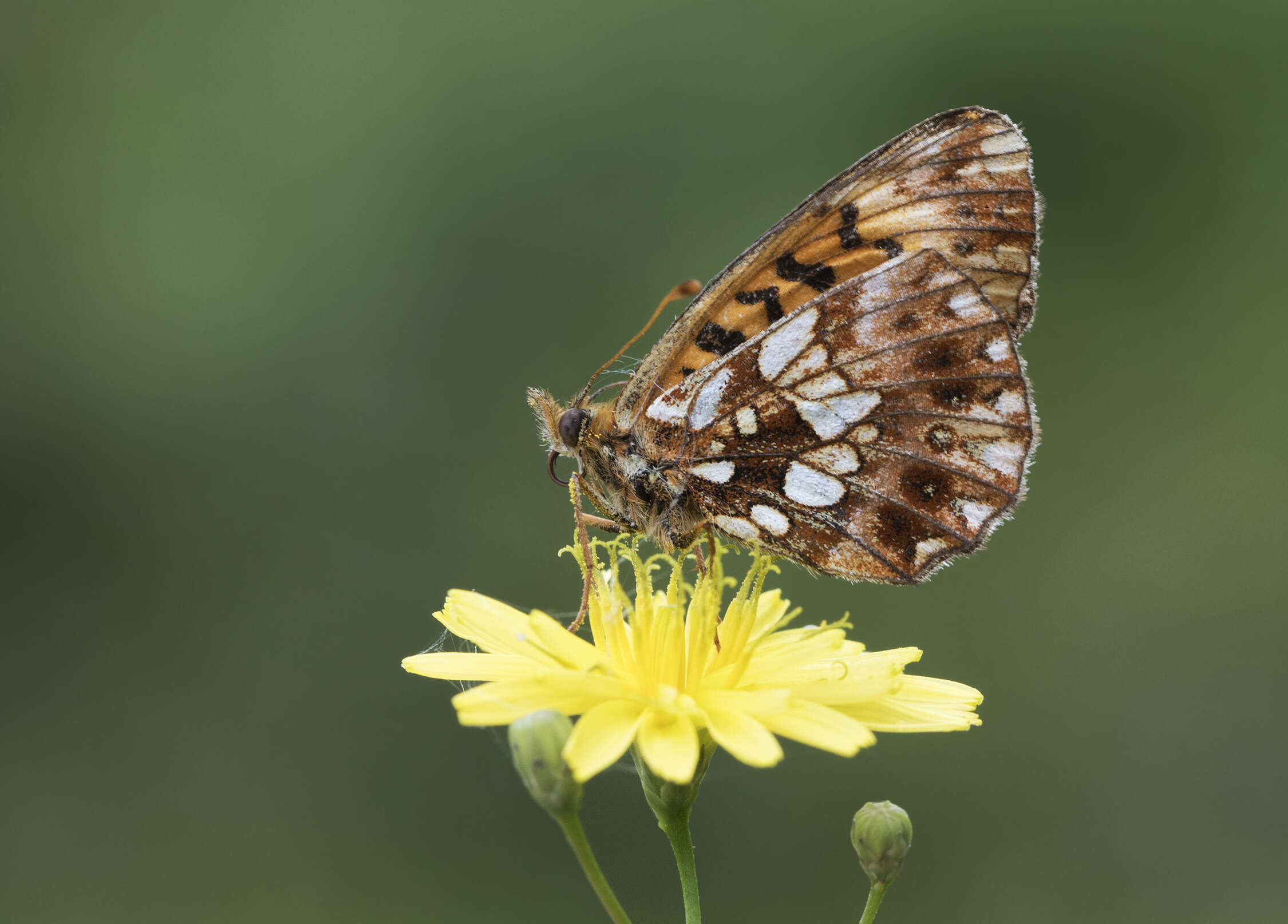 Plancia ëd Boloria dia