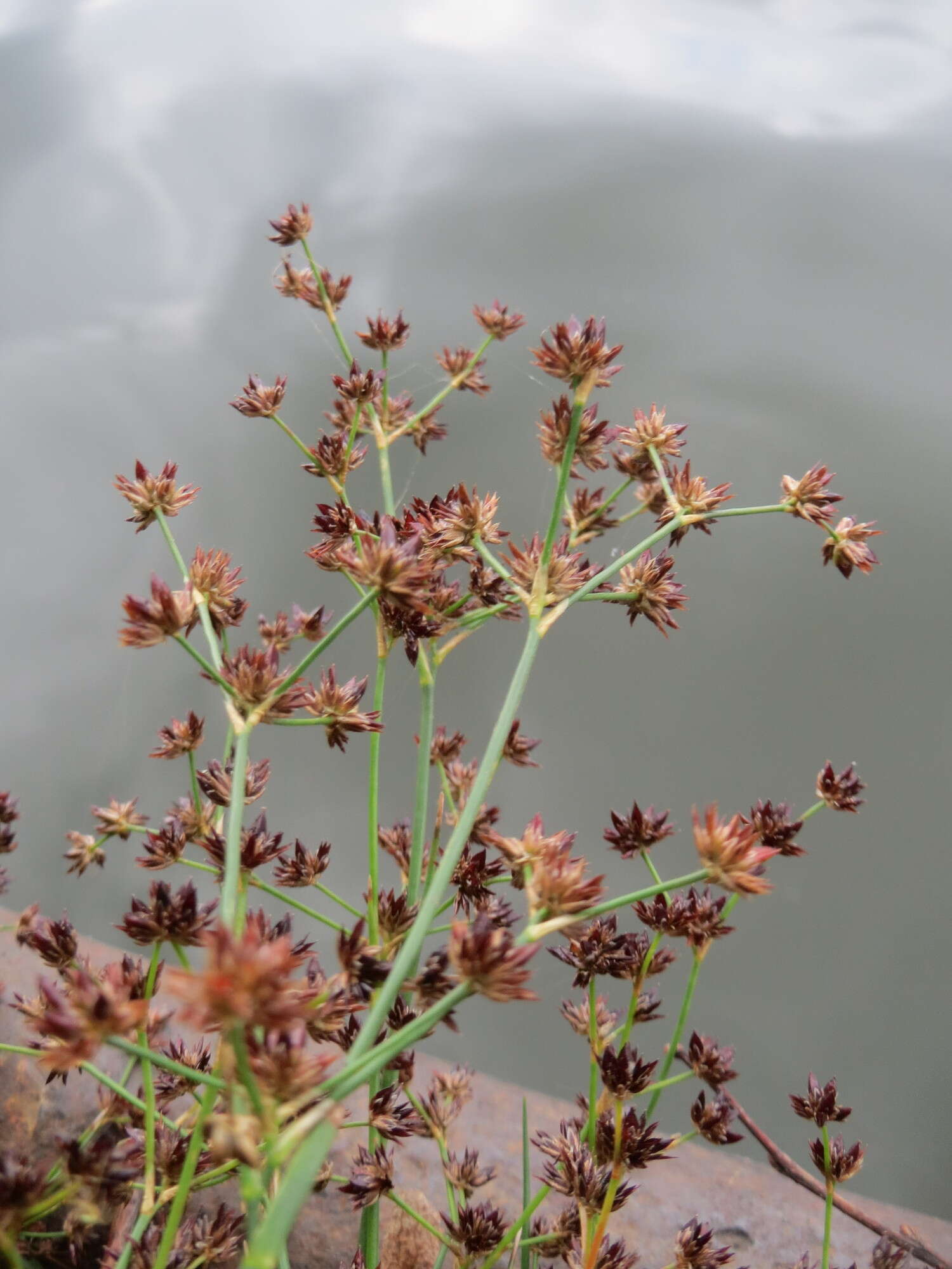 Juncus articulatus L. resmi