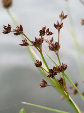 Image of Jointed Rush