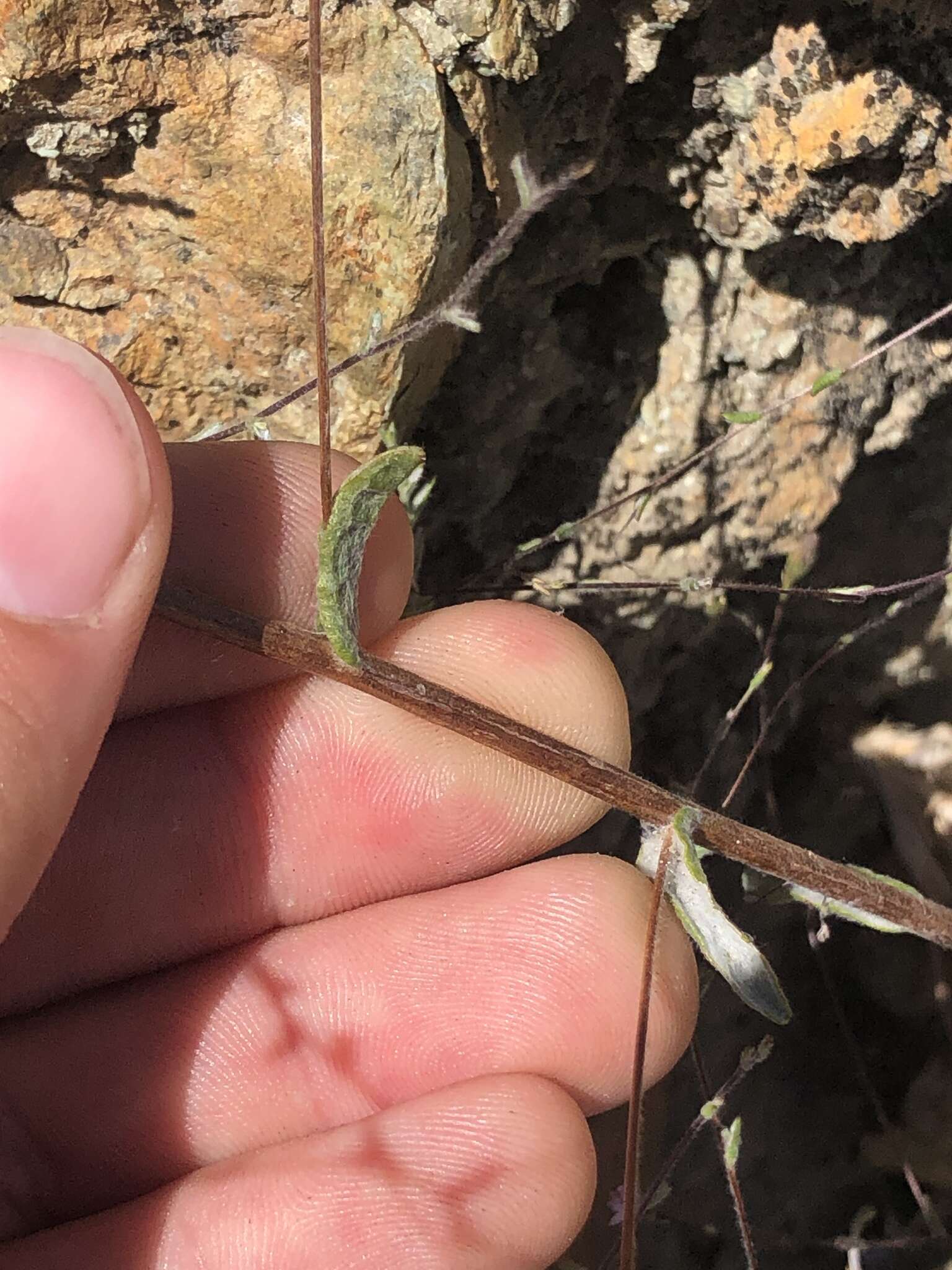 Plancia ëd Lessingia micradenia var. glabrata (Keck) Ferris