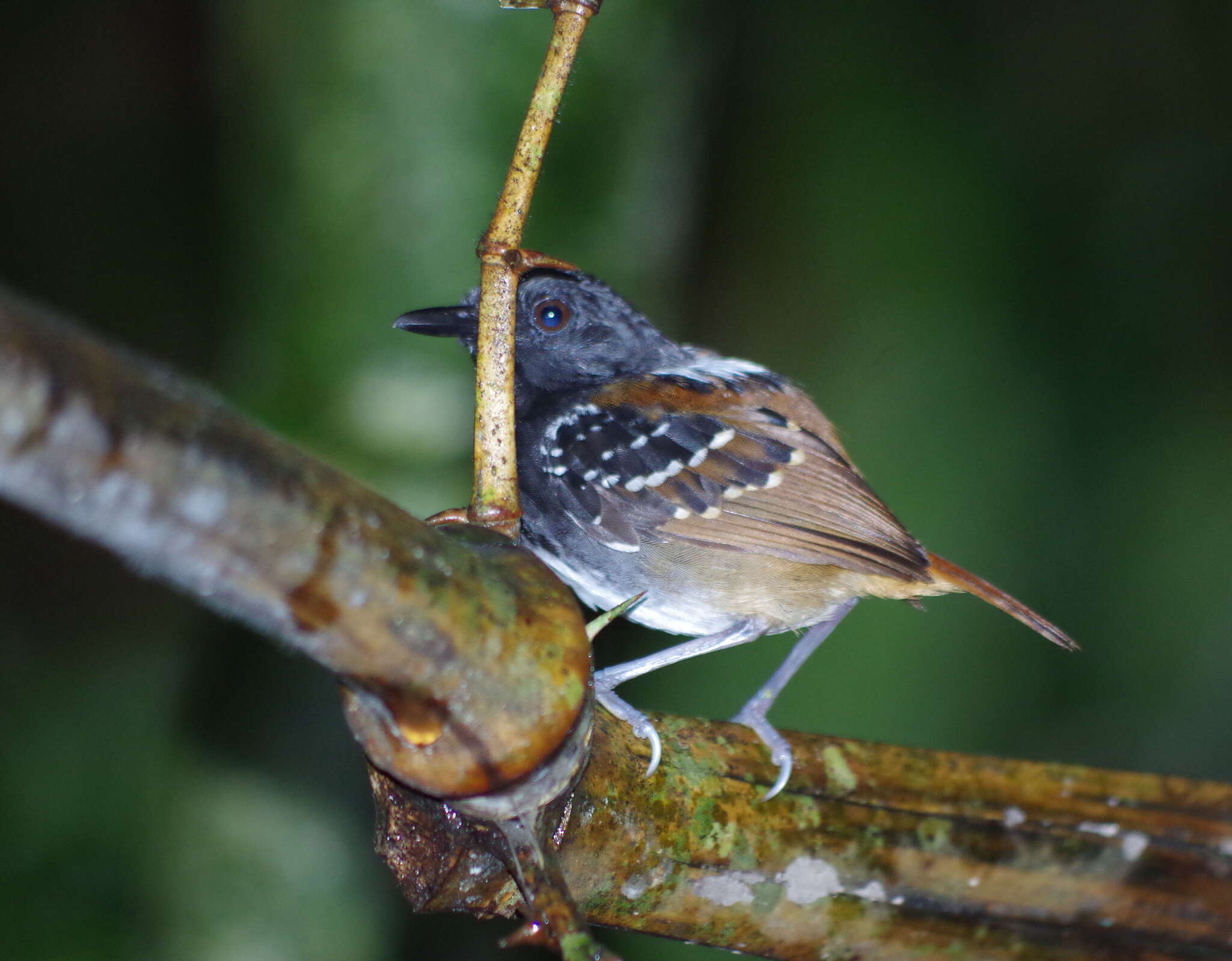 Image of Southern Chestnut-tailed Antbird