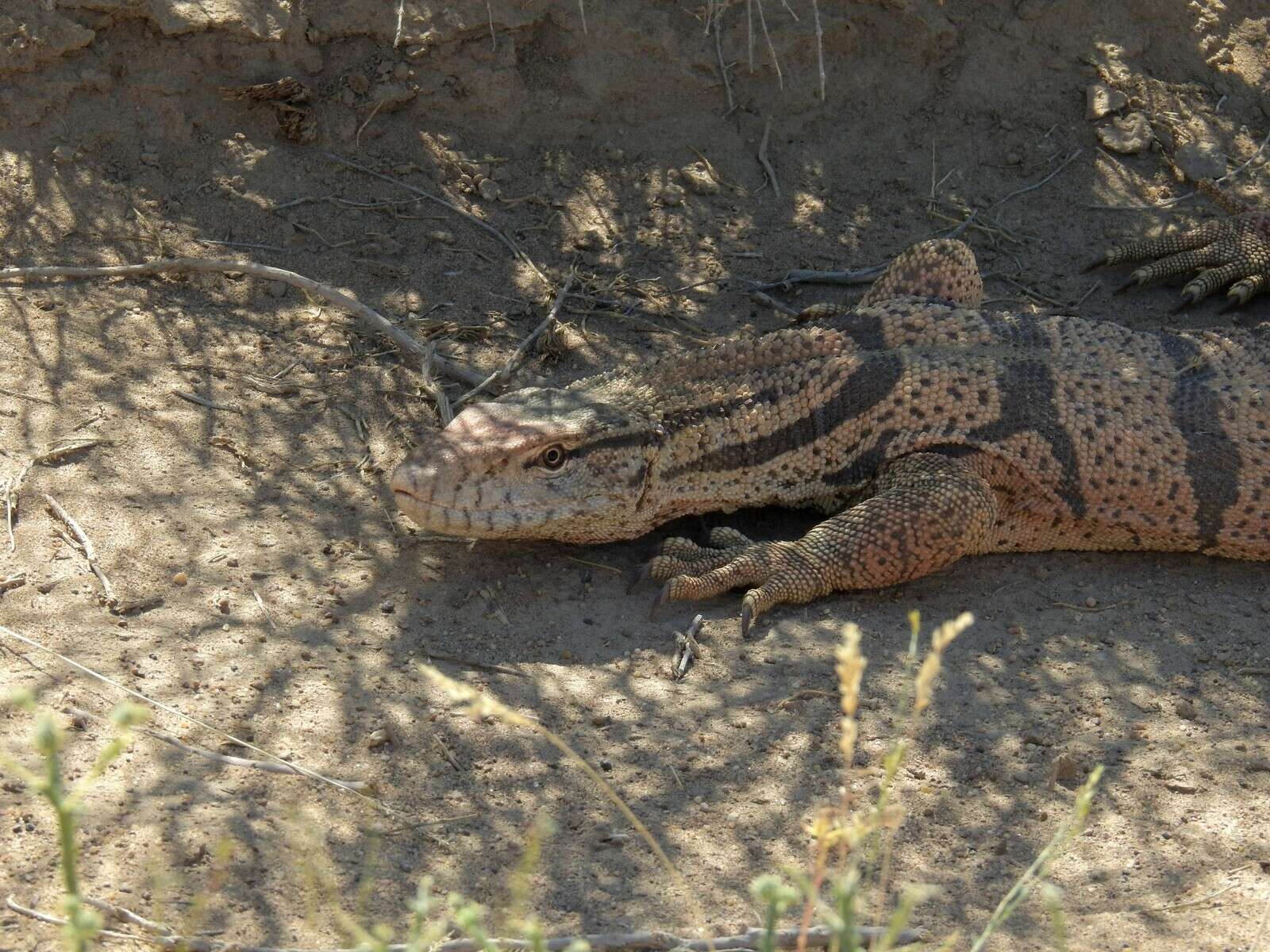 Image of Varanus griseus caspius (Eichwald 1831)