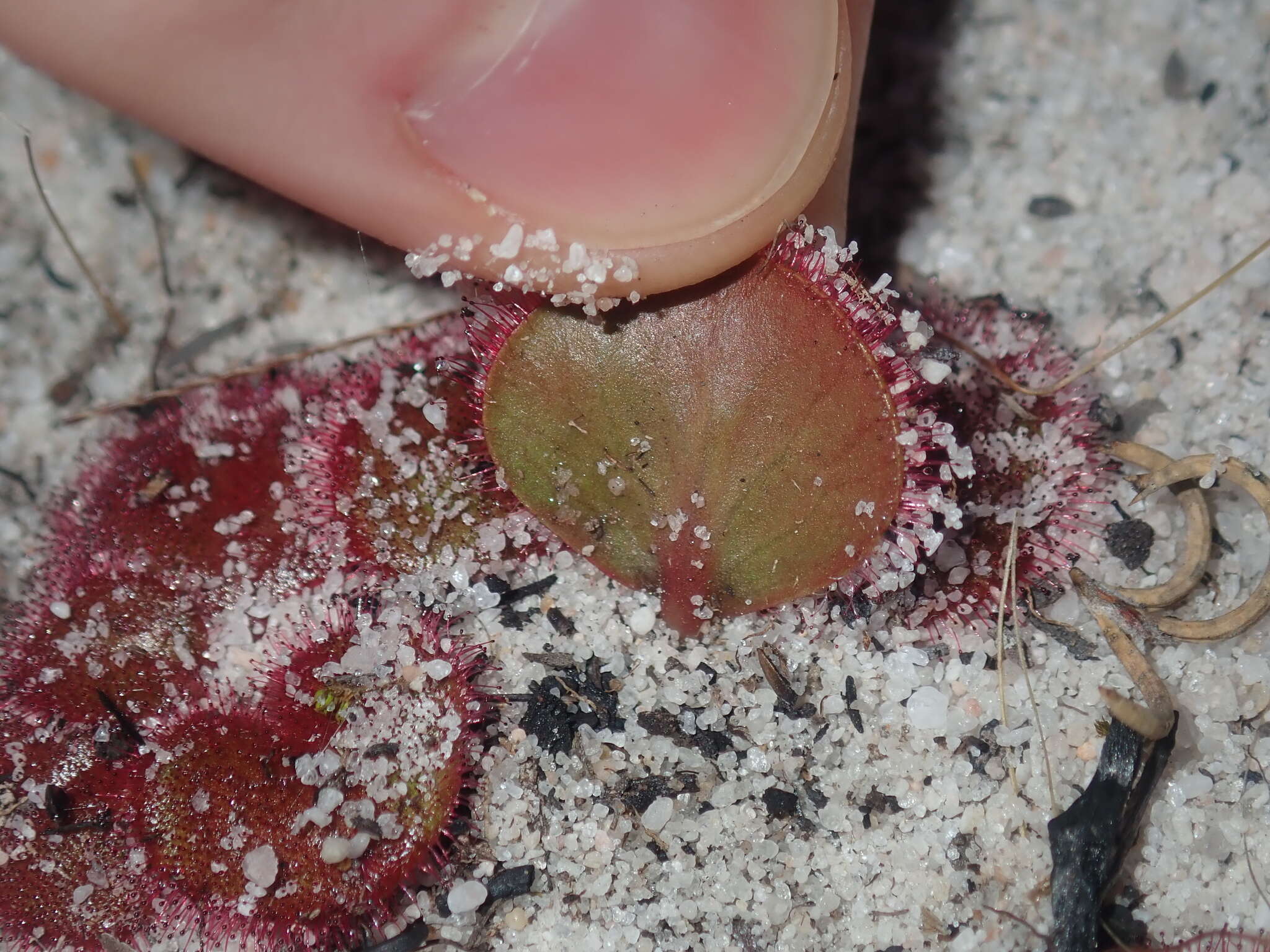 Image de Drosera magna