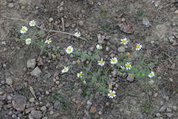 Anthemis arvensis L. resmi