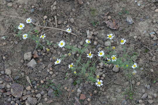 Image of corn chamomile