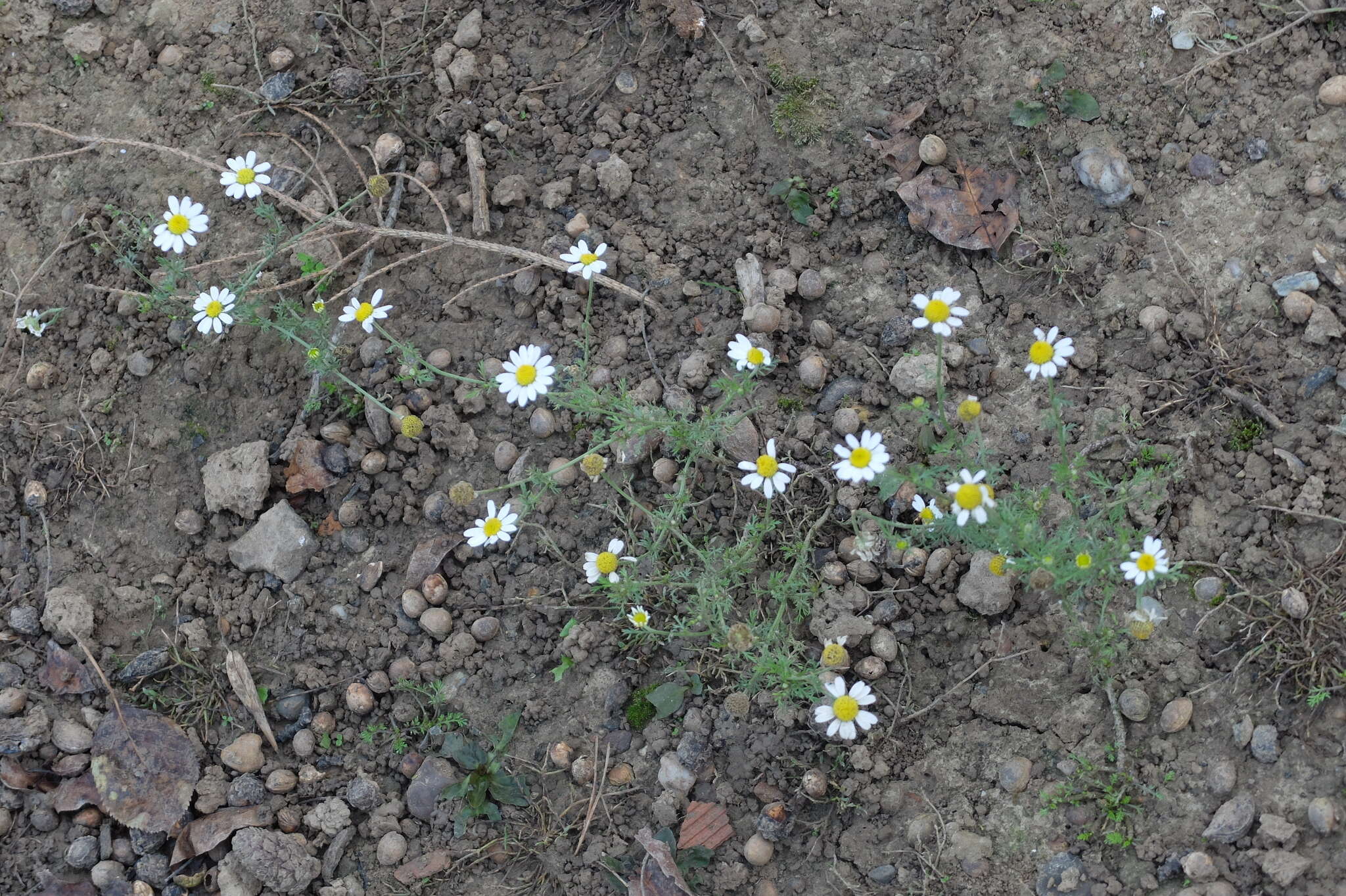 Anthemis arvensis L. resmi