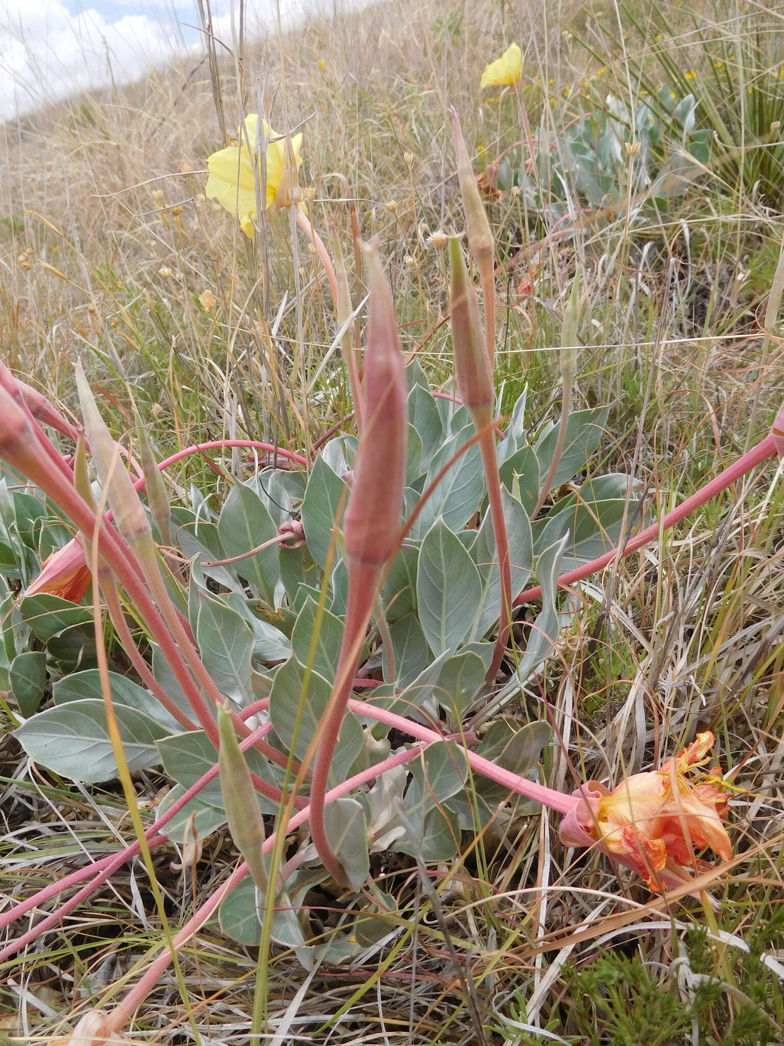 Oenothera macrocarpa subsp. incana (A. Gray) W. L. Wagner resmi